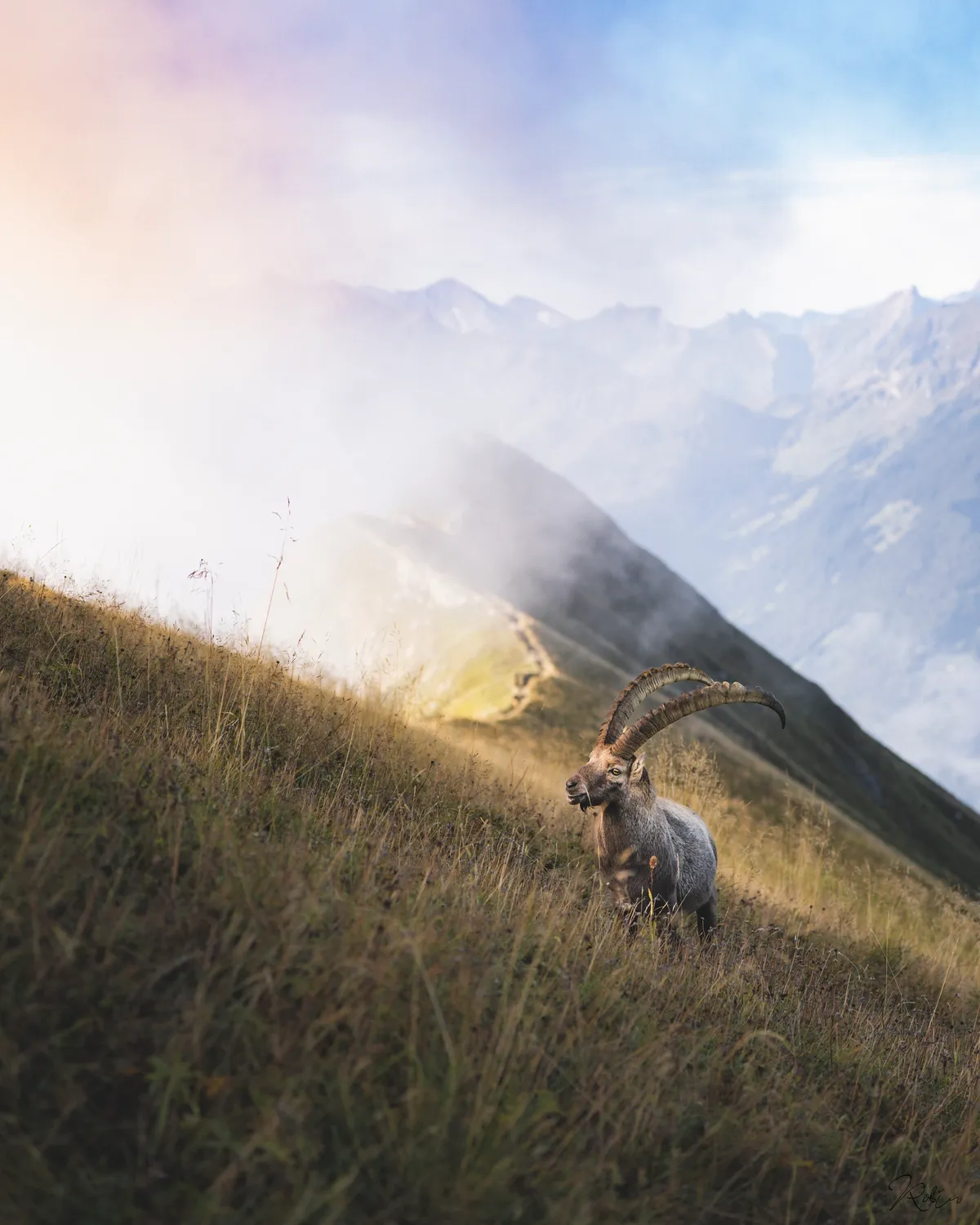 Mountain — bouquetin